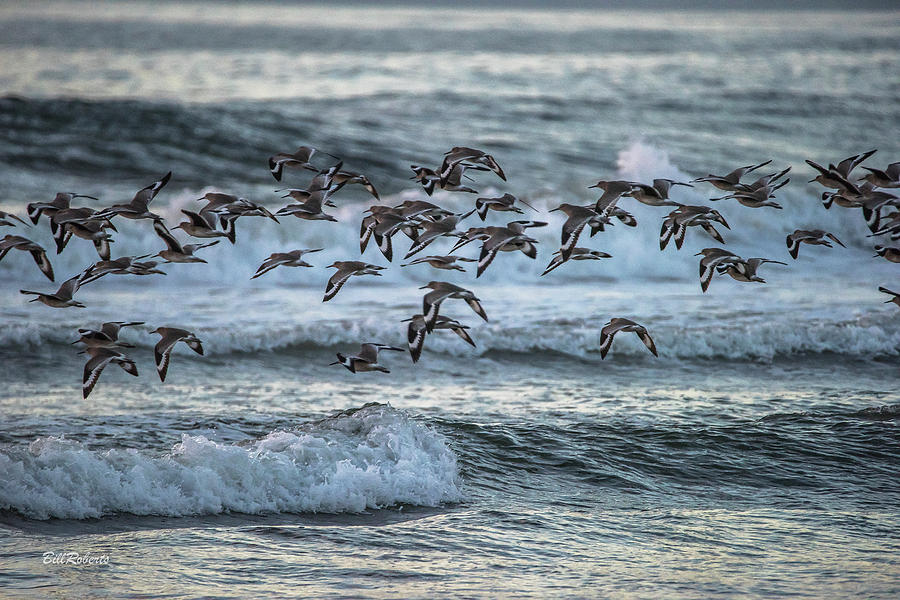 Willets On the Wing Photograph by Bill Roberts