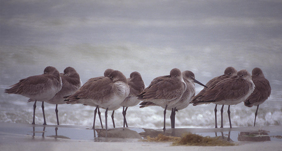 Birds Photograph - Willets  by Ralph Fahringer