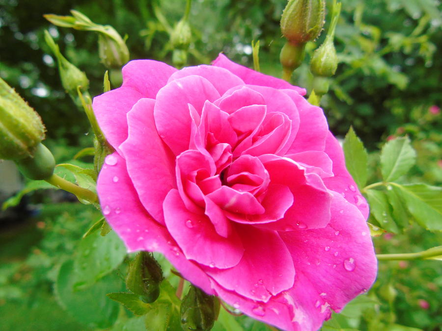 William Baffin Rose With Raindrops Photograph by Susan Lafleur