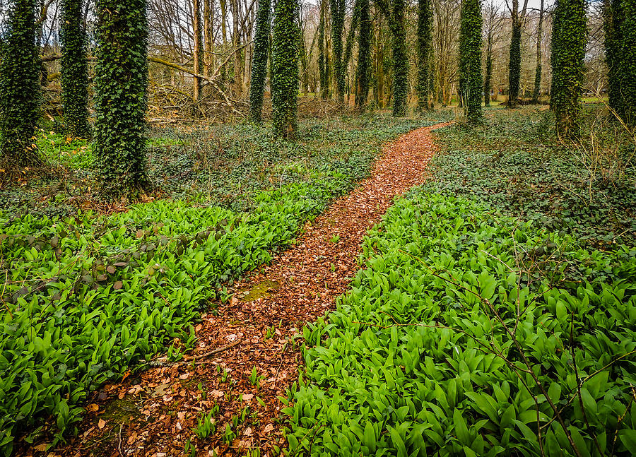 William Butler Yeats Woods of Coole Park Photograph by James Truett