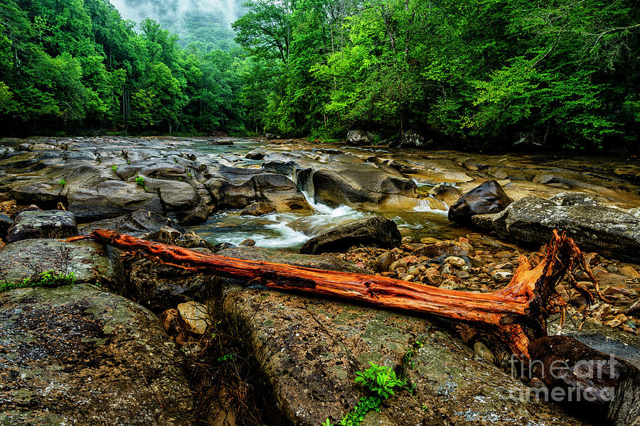 Williams River Driftwood Photograph by Thomas R Fletcher