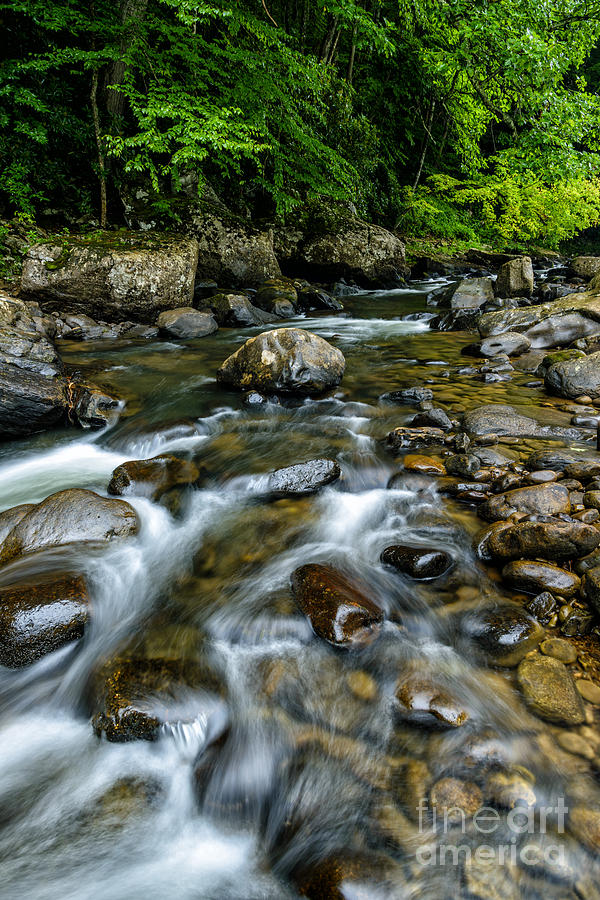 Spring Photograph - Williams River in the Rain by Thomas R Fletcher