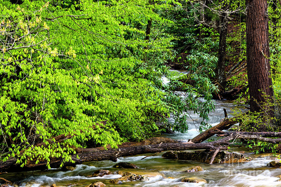 Williams River Tributary Photograph by Thomas R Fletcher