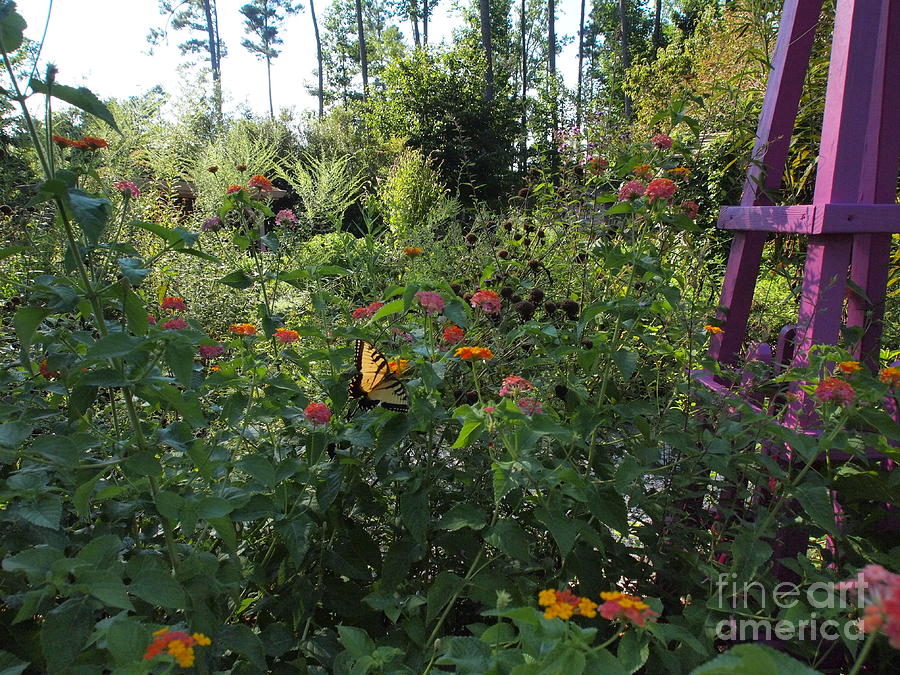 Williamsburg Botanical Gardens Photograph By Nancy Kane Chapman