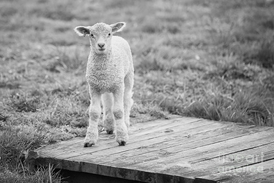 Williamsburg Lamb Photograph by Lara Morrison