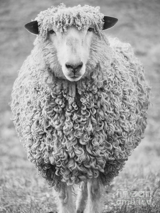 Williamsburg Longwool Sheep Photograph by Rachel Morrison