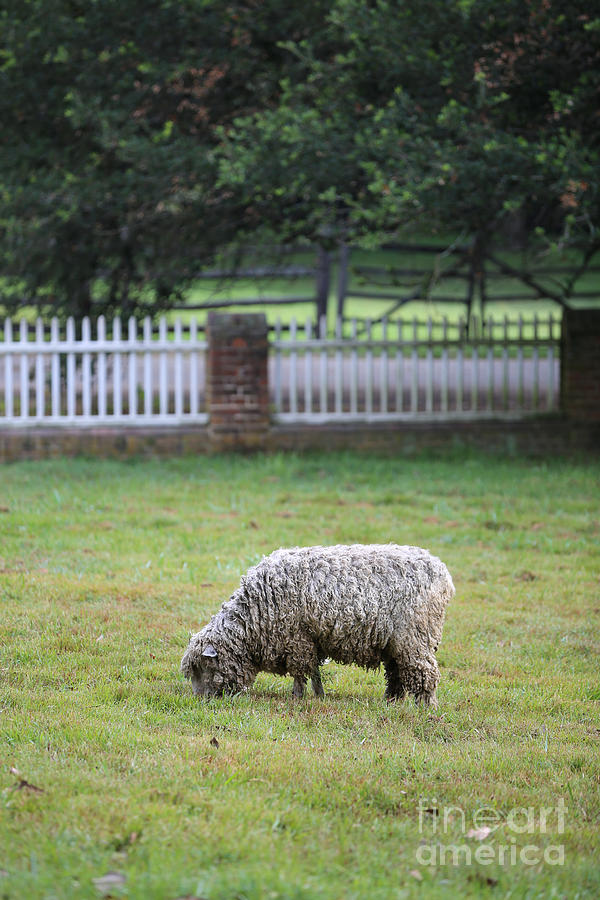 Williamsburg Sheep Photograph