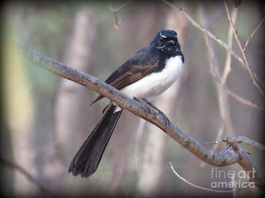 Willie Wagtail 2 Photograph by Evie Hanlon