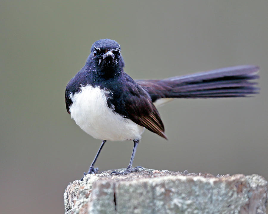 Willie Wagtail Photograph by Nicholas Blackwell