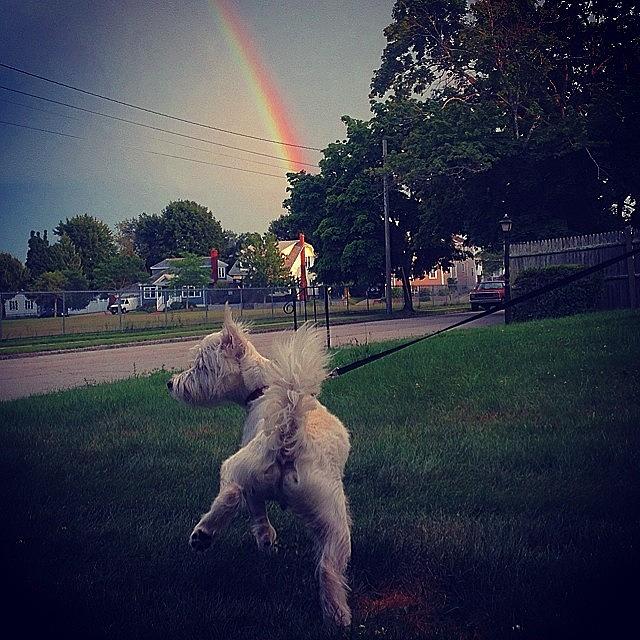 Dog Photograph - Gold At The End Of The Rainbow by Kate Arsenault 