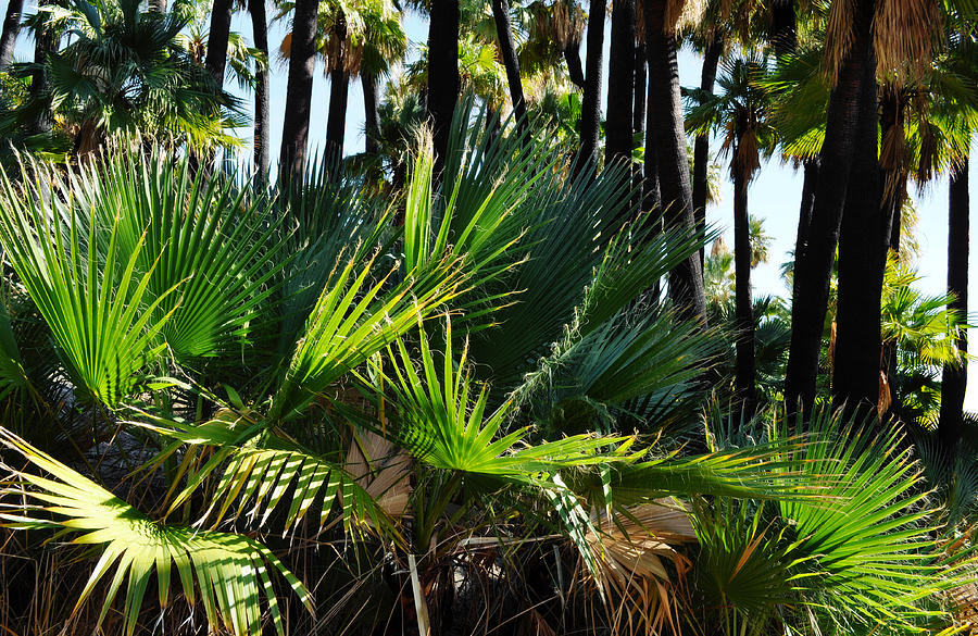 Willis Palm Oasis Landscape Photograph by Kyle Hanson