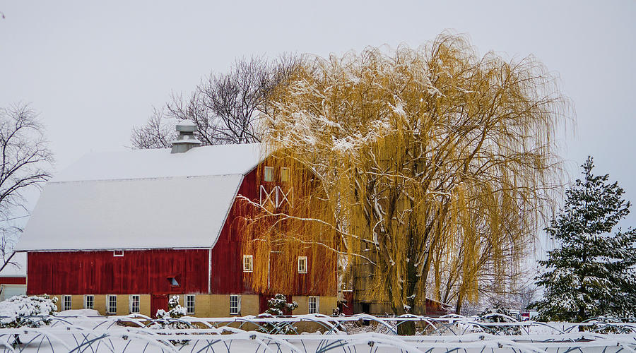 Willow and Barn After Nemo Photograph by Deborah Smolinske