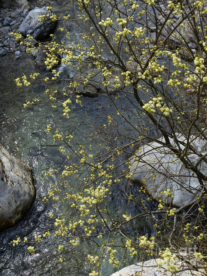 Mountain Stream and Willow Blossom Photograph by Phil Banks