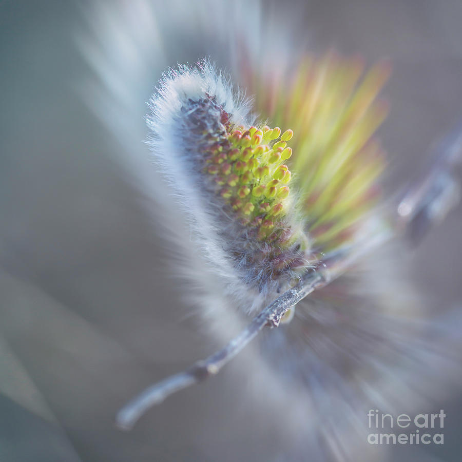 Willow Blossoms Photograph