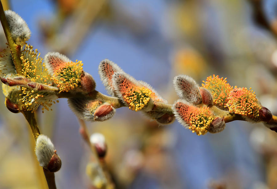 Willow Buds Photograph by Donna Kennedy - Fine Art America