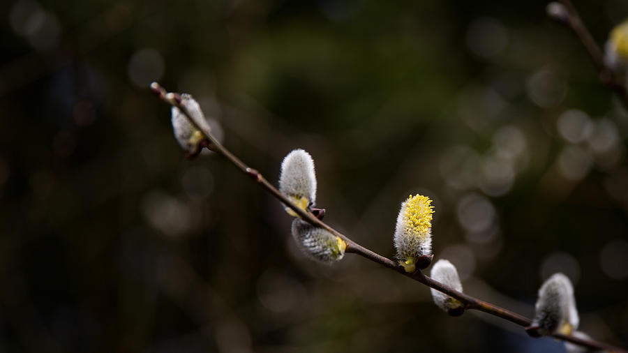 Willow Catkin Photograph by Andreas Levi
