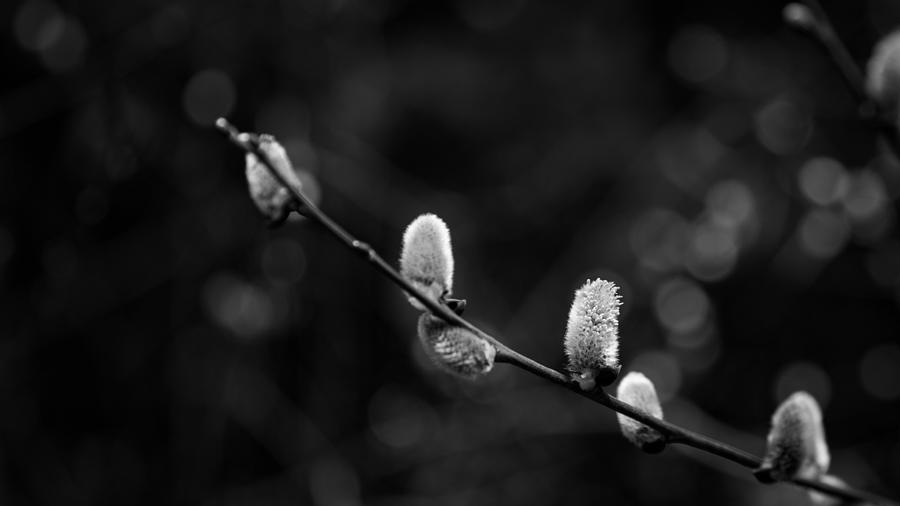 Willow Catkin - Bw Photograph by Andreas Levi