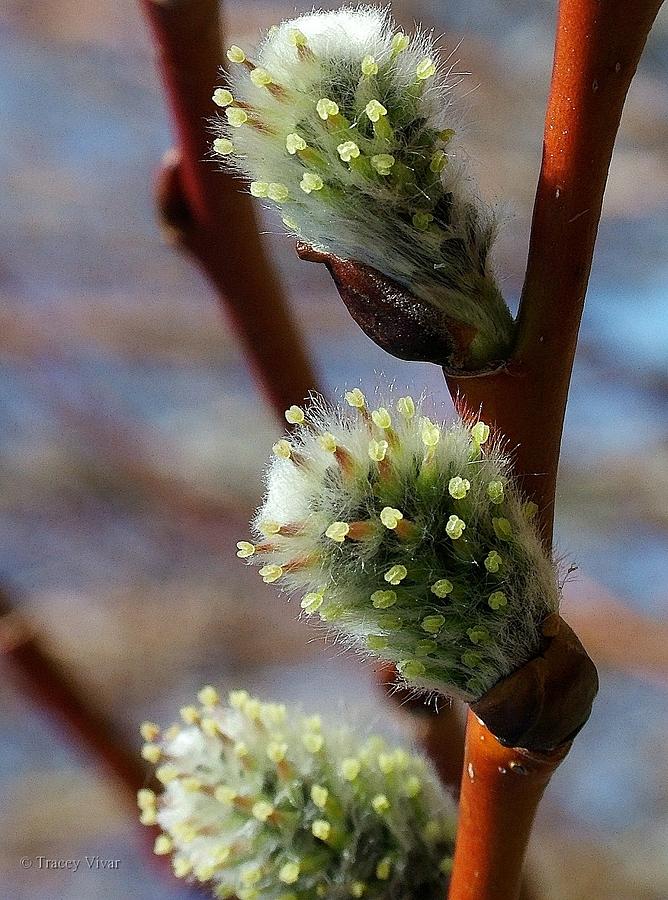 Willow Catkins Photograph by Tracey Vivar