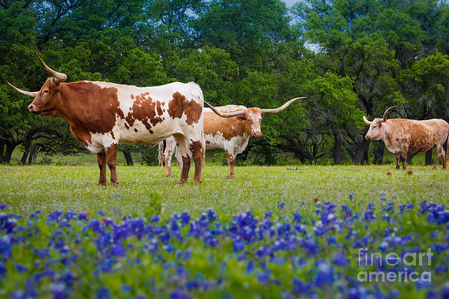 Willow City Longhorns Photograph by Inge Johnsson
