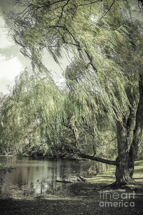Willow Photograph by Colleen Kammerer