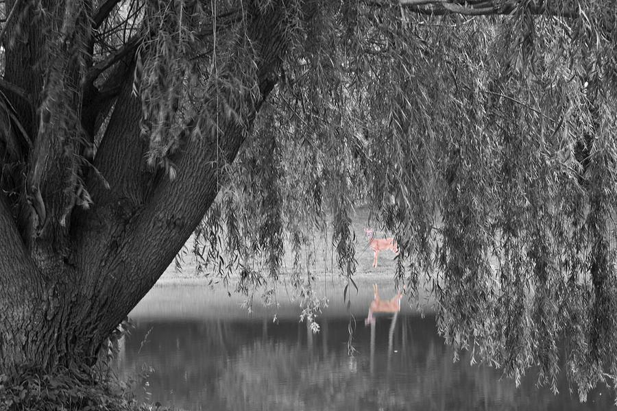 Willow Deer II Photograph by Dylan Punke