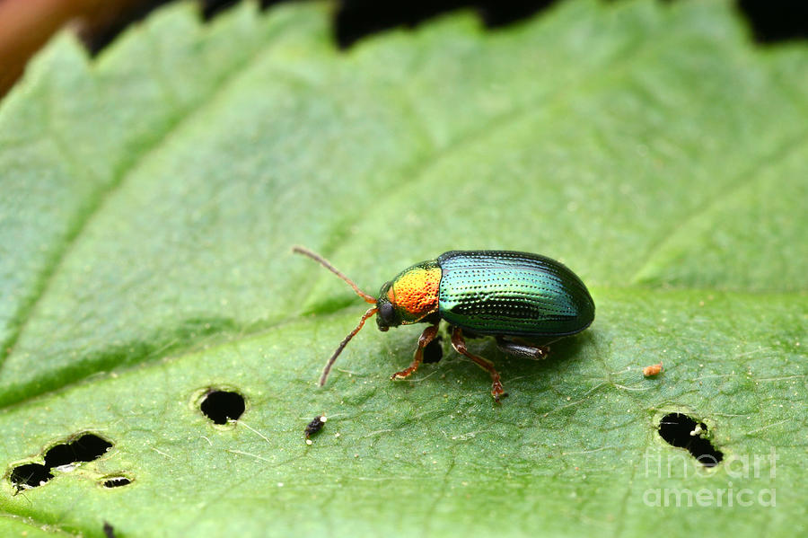 Willow Flea Beetle Photograph by Matthias Lenke