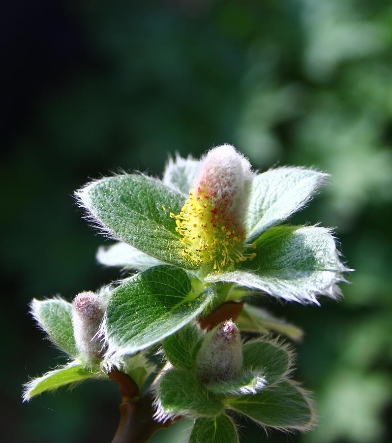 Willow Flower Photograph by Mo Barton | Fine Art America