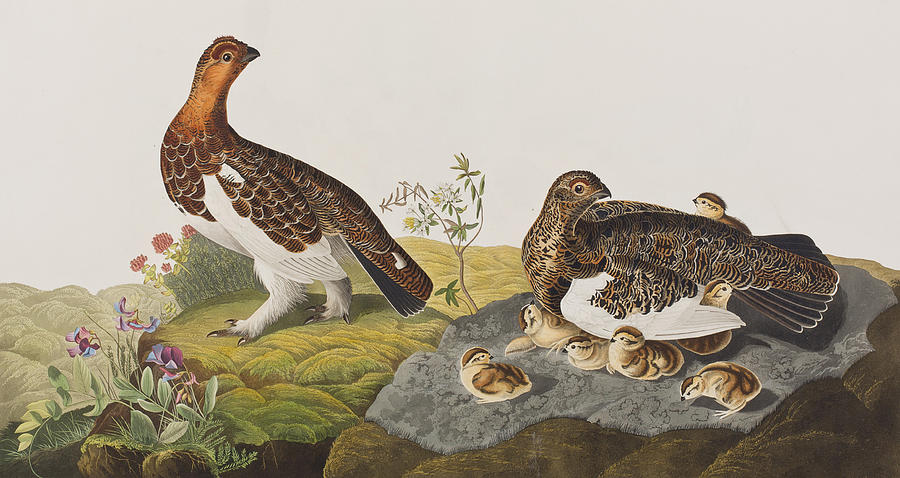 John James Audubon Painting - Willow Grouse or Large Ptarmigan by John James Audubon