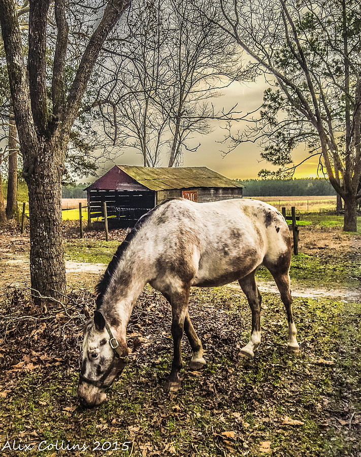 swellegant willow horse