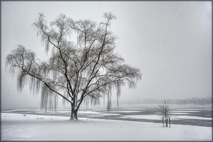 Willow in Blizzard Photograph by Erika Fawcett