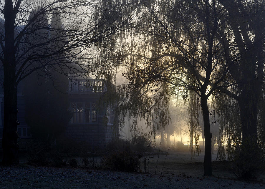 Willow in Fog Photograph by Tim Nyberg Willow in Fog Photograph by Tim Nyberg