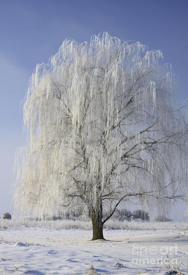 Winter Photograph - Willow In Ice by Deborah Benoit