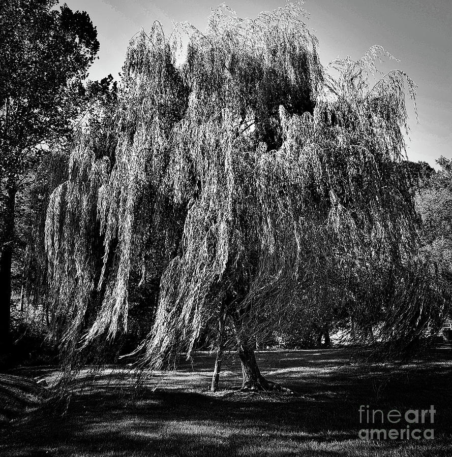 Willow In The Wind Bnw Photograph by Skip Willits