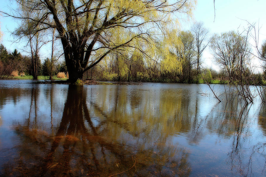 Willow Island Photograph by Scott Hovind