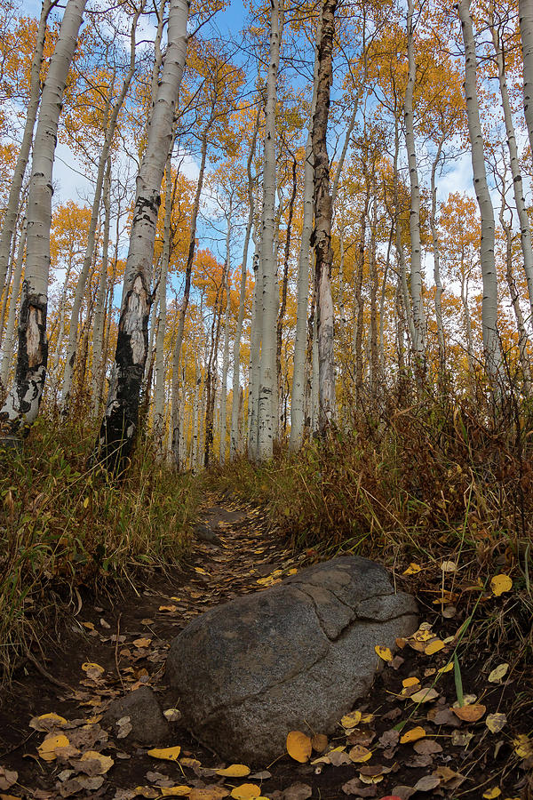 Willow Lake Trail Photograph by Gina Gardner - Fine Art America