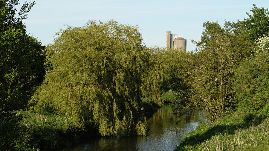 Willow Over The Eden Photograph by Adrian Wale