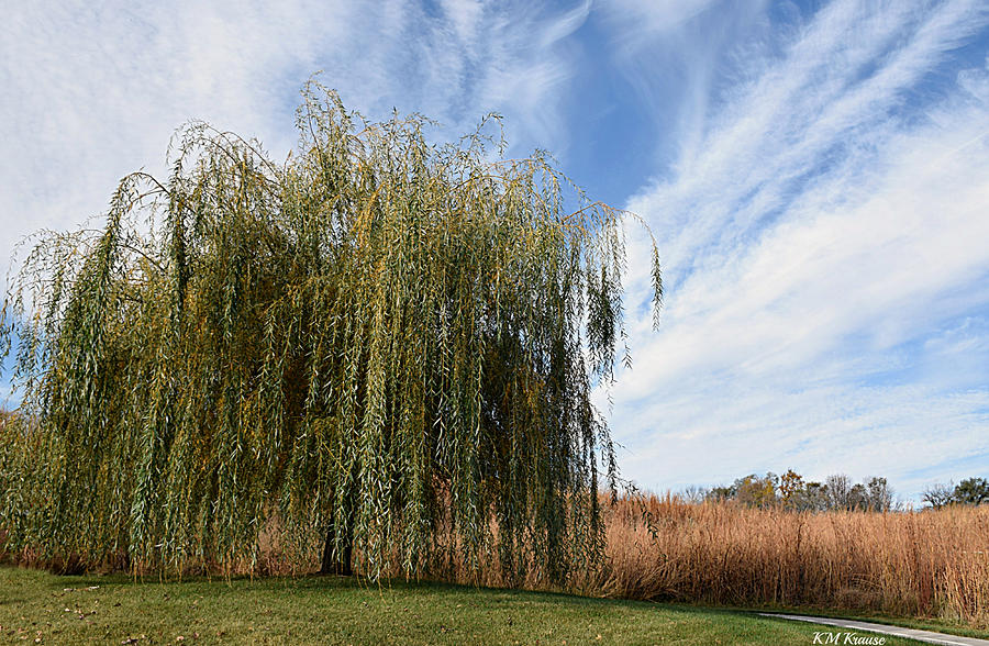 Willow Path Photograph by Kathy M Krause