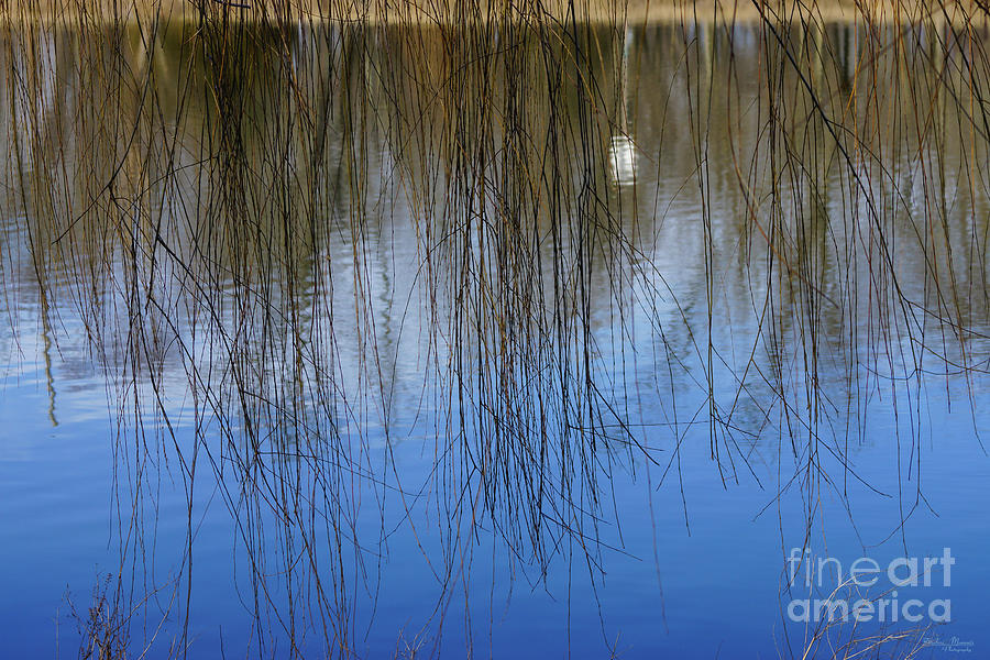 Willow Pond Abstract Photograph by Jennifer White