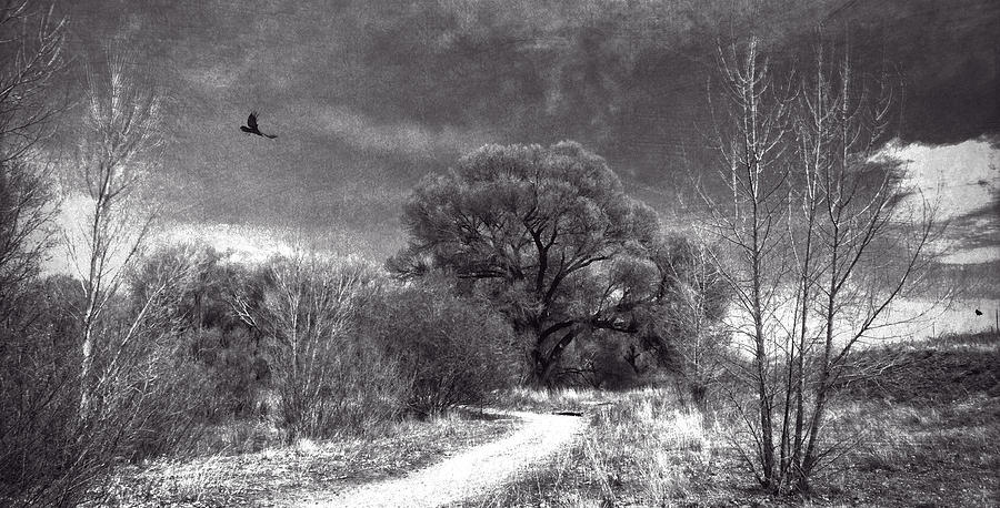 Willow Preserve with Ravens Photograph by Sandra Selle Rodriguez
