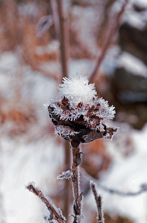 Willow Rose in Winter Photograph by Cathy Mahnke