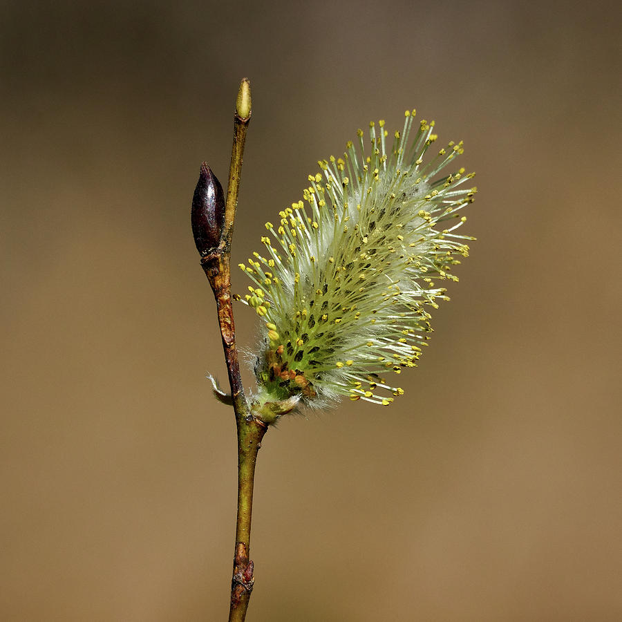 Willow spring Photograph by Jouko Lehto