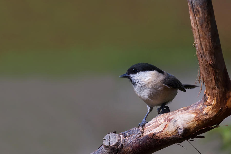 Willow Tit - Photograph by Chris Smith