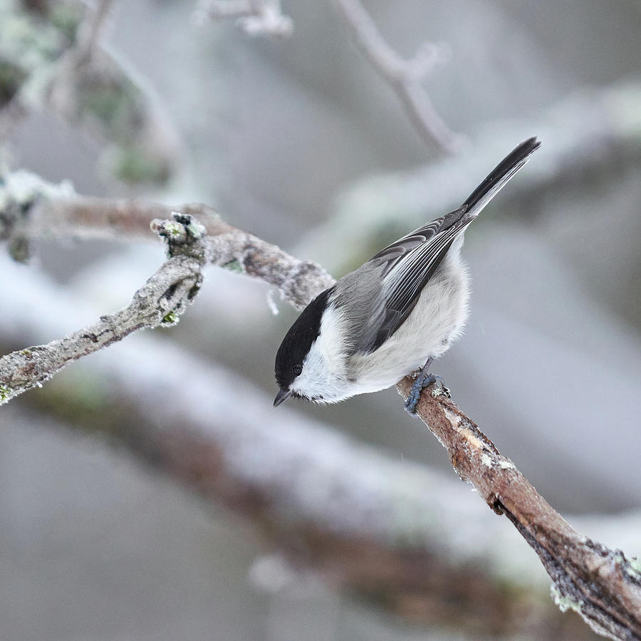 Willow Tit Winter Photograph