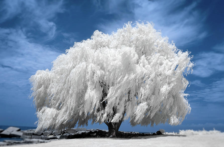 Willow Tree in Infrared   Photograph by Michael Demagall