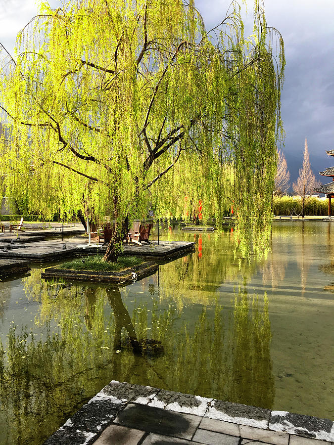 Willow Tree In Liiang China I Photograph