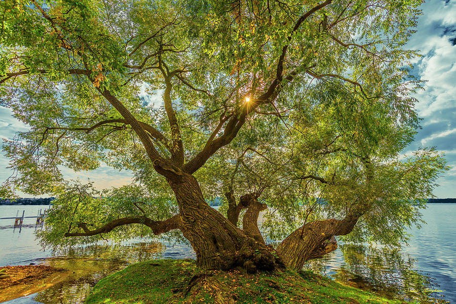 Willow Tree - Lake Geneva Wisconsin Photograph by Bruce Thompson - Fine ...