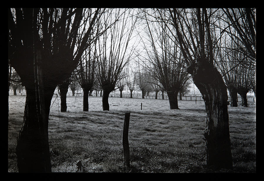 Willow tree landscape Photograph by Dirk Ercken
