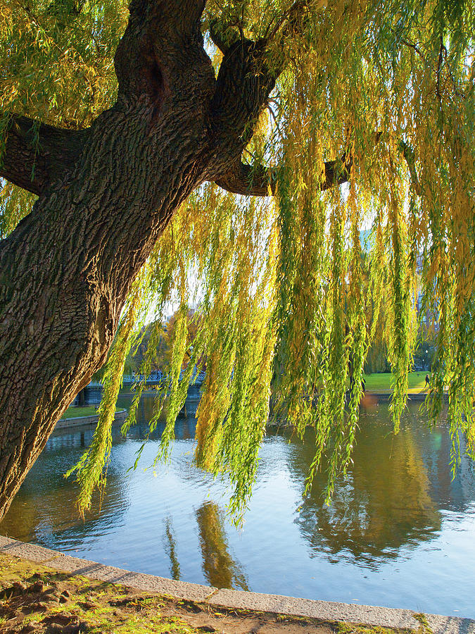 Willow Tree over Pond Photograph by Lucio Cicuto Pixels