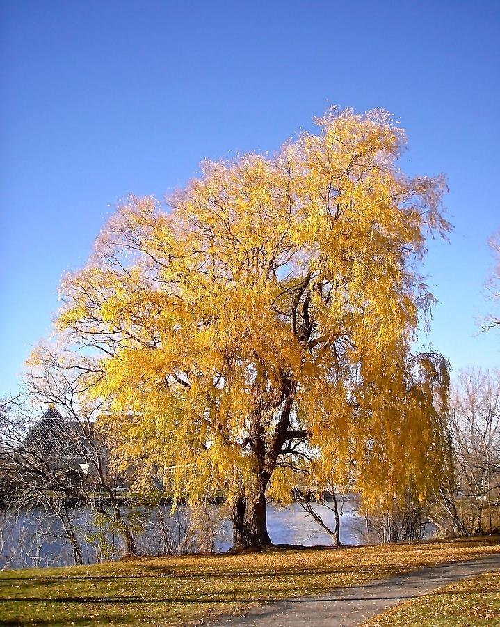 Willow Tree Photograph by Stephanie Moore