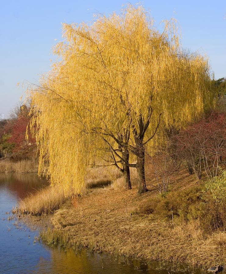 Nature Photograph - Willow Trees By The Lake by Elvira Butler